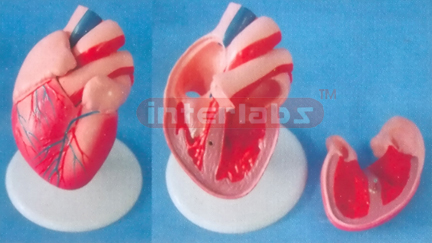 ADULT NATURAL / ANAT HEART, SHORT VESSEL, 4 PCS, WITH PLASTIC BASE